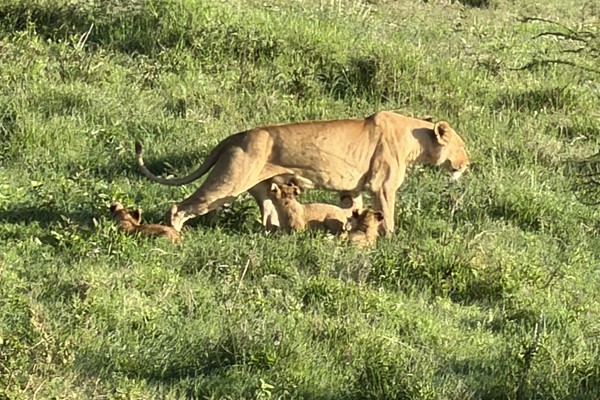 Tanzania: Safari at Ngorongoro Crater National Park 2