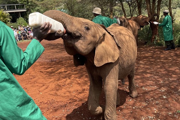 Standing in Awe of Creation: Safari Day in Nairobi