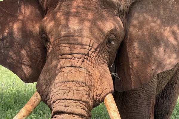 Tanzania: Safari Animal Pictures